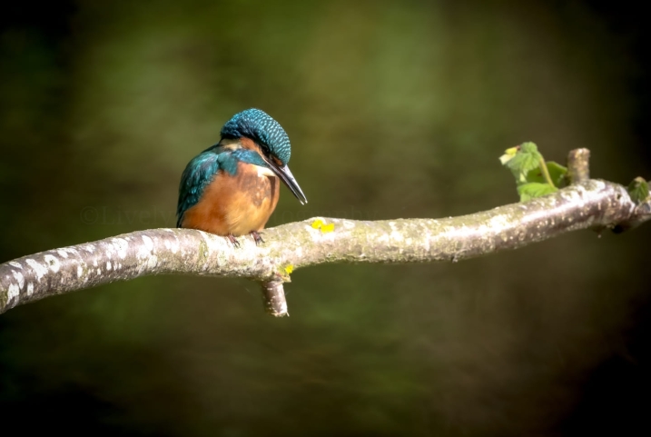 A kingfisher perching on a branch.